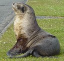 Sea lion